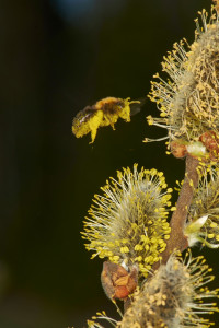 Videsandbi pollinerar sälg. Foto: Ola Jennersten / WWF